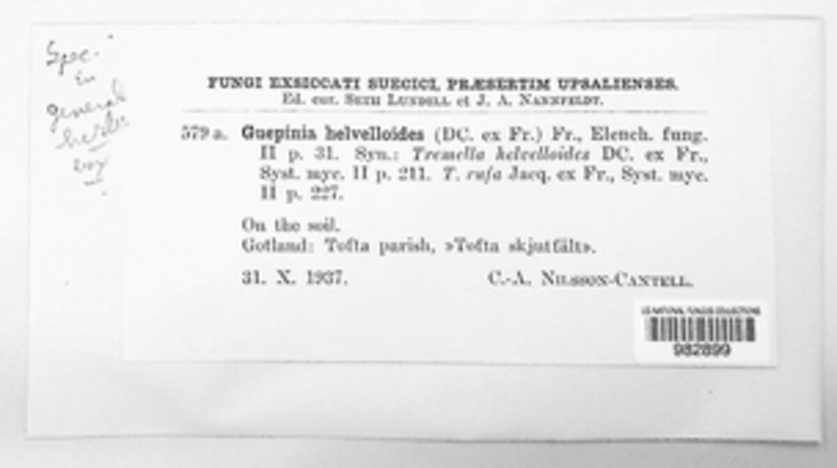 Guepinia helvelloides image